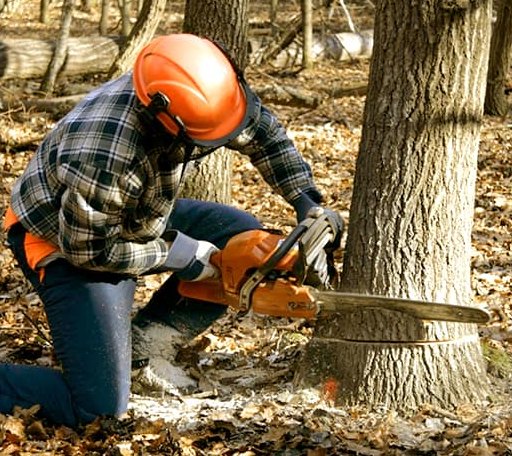Tree Removal in Loveland, OK